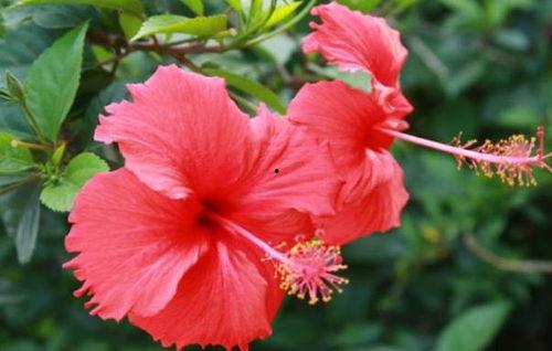 直播爆料扶桑花的视频下载,扶桑花种植技巧与养护全解析  第3张